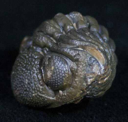 Small Enrolled Phacops Trilobite #10598
